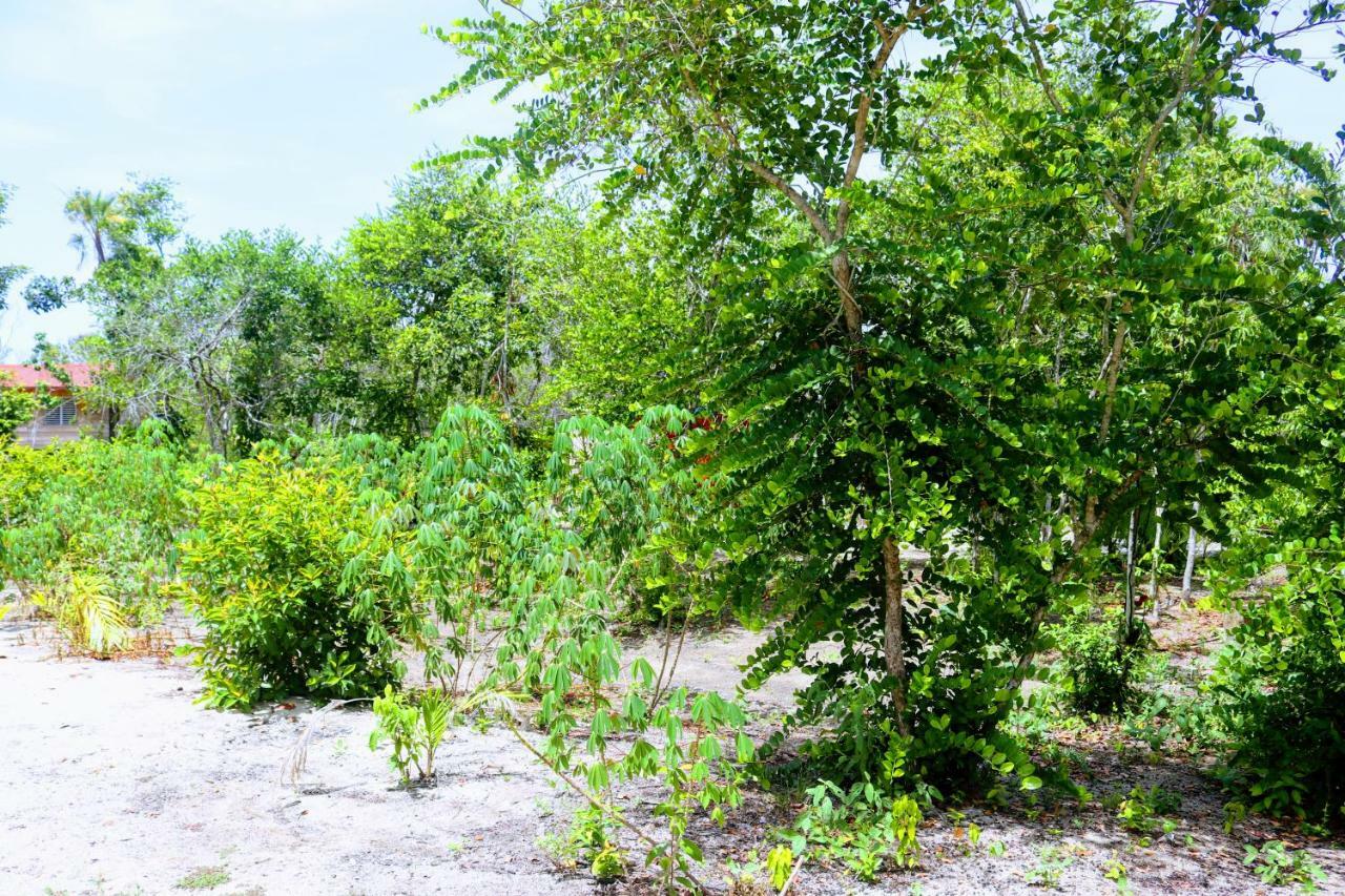 Palmento Grove Garifuna Eco-Cultural & Healing Institute Hopkins Exterior foto